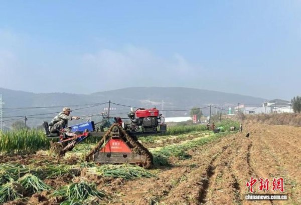 量华网 （乡村行·看振兴）山西长治潞城区：大葱采收季  特色产业赋能乡村振兴路